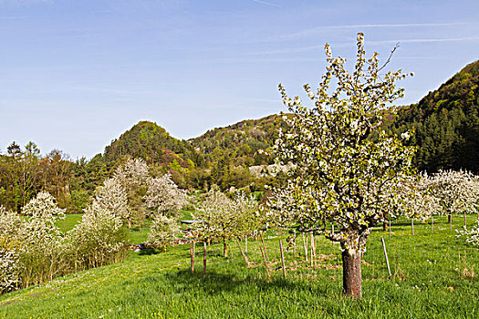 盛开,苹果,树,花,季节,康士坦茨湖,康斯坦茨,巴登符腾堡,德国,欧洲