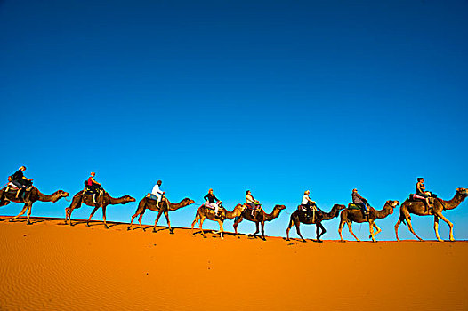 旅游,骑,骆驼,沙丘,却比沙丘,撒哈拉沙漠,南方,摩洛哥,非洲