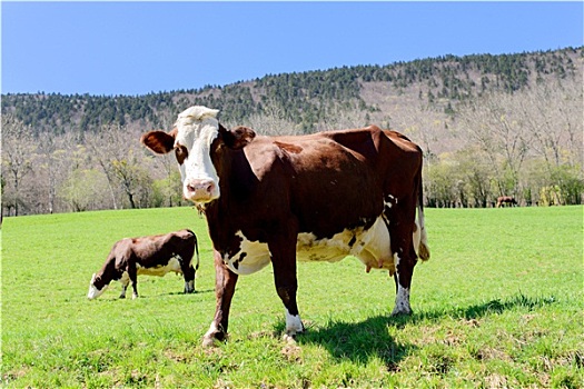 母牛,草地,阿尔卑斯山