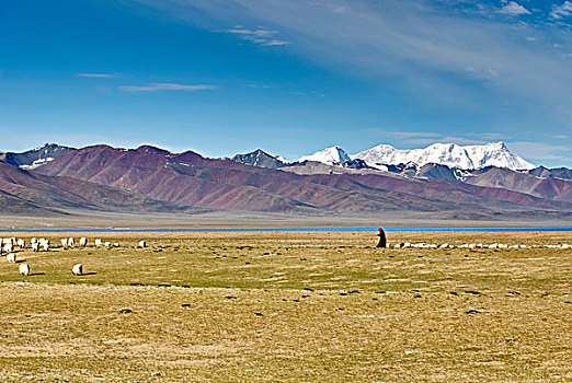 风景,牧羊人,护理,绵羊,山谷,西藏,中国