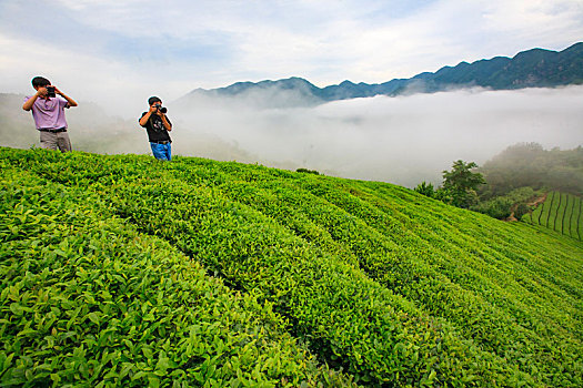 茶叶,茶园,茶山,春天,绿色