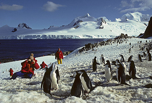 南极,游客,看,帽带企鹅,生物群,模型