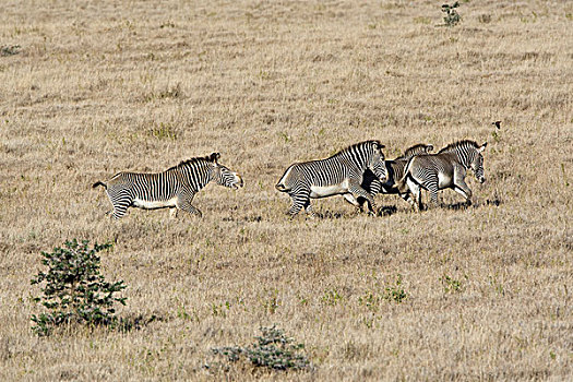 斑马,细纹斑马,地盘,动作,莱瓦野生动物保护区,北方,肯尼亚