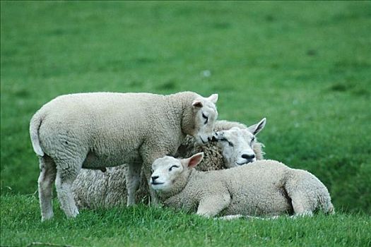 特塞尔,绵羊,羊羔,荷兰