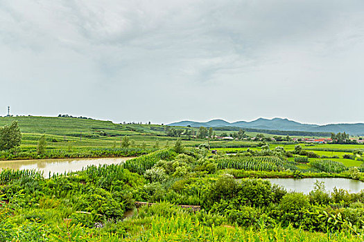 田野