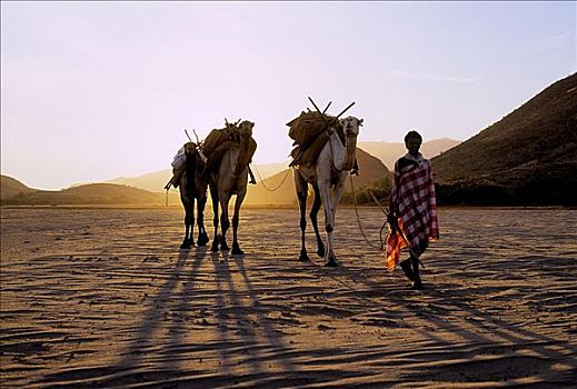 日出,桑布鲁勇士,行李,骆驼,宽,沙,季节,水,远处,仰视,表面,救生索,游牧部落,区域,地区