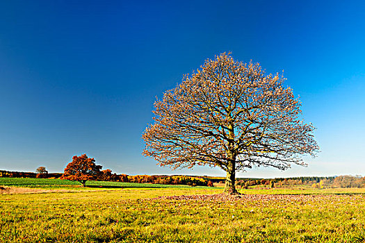 孤单,橡树,牧场,秋天,哈尔茨山,靠近,萨克森安哈尔特,德国