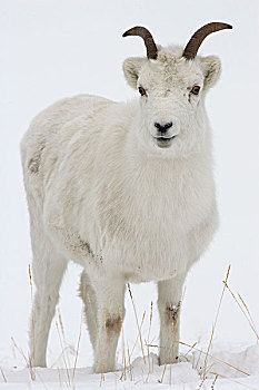 绵羊,白大角羊,母羊,冬天,育空,加拿大