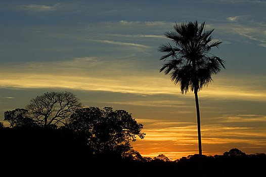 巴西,潘塔纳尔,宽吻鳄,风景,日落,棕榈树