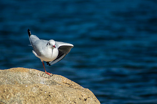 单脚站立的海鸥