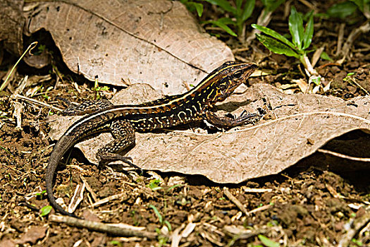 蜥蜴,低地,雨林,哥斯达黎加,中美洲