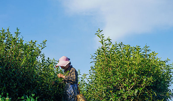 重庆酉阳,好春光,茶农采摘贡茶忙