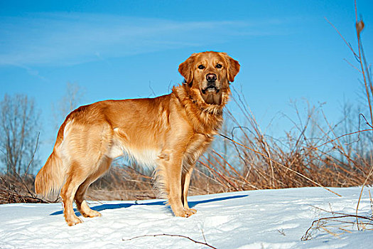 金毛猎犬,狗,雪中