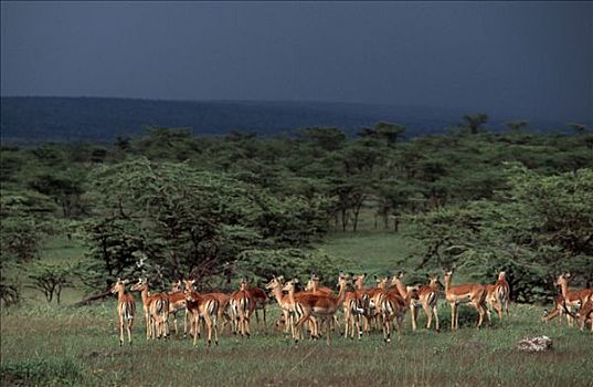 黑斑羚,禁猎区,肯尼亚