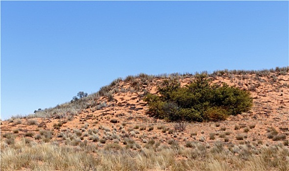 卡拉哈迪大羚羊国家公园