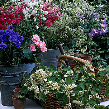 插花,钢铁,桶,矢车菊,玫瑰,白花,藤条,浅底篮