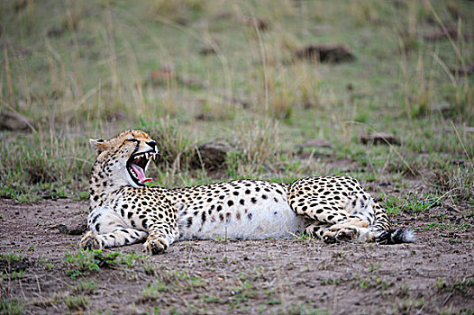 印度豹,猎豹,怀孕,雌性,躺着,地面,哈欠,马赛马拉国家保护区,肯尼亚,非洲