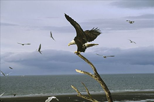 白头鹰,海雕属,雕,平衡性,残枝,东南阿拉斯加