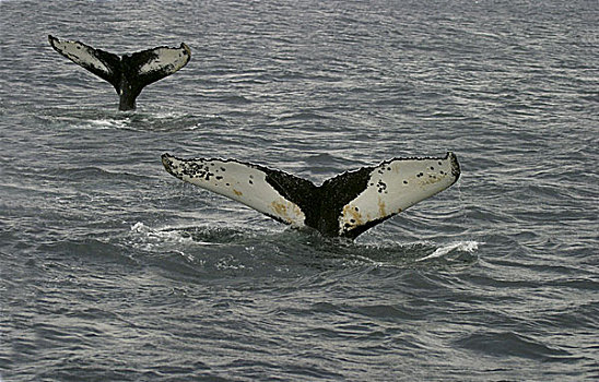 尾部,鳍状物,两个,驼背,鲸