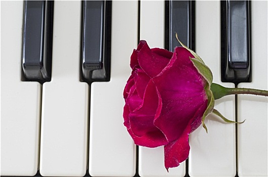 玫瑰,上方,钢琴,按键