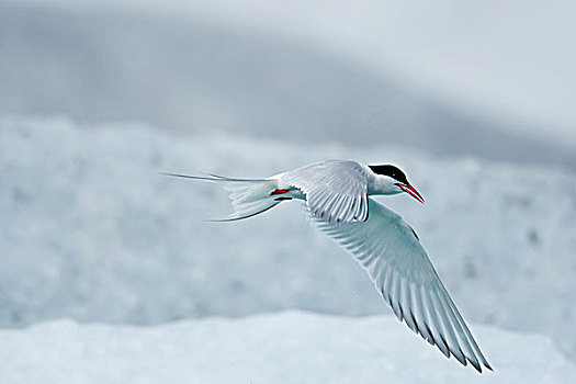 冰岛,斯卡夫塔菲尔国家公园,北极燕鸥,飞行,靠近,冰山