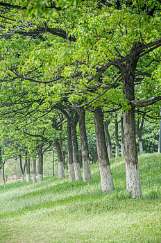 夏季公园中整齐排列的树木景观
