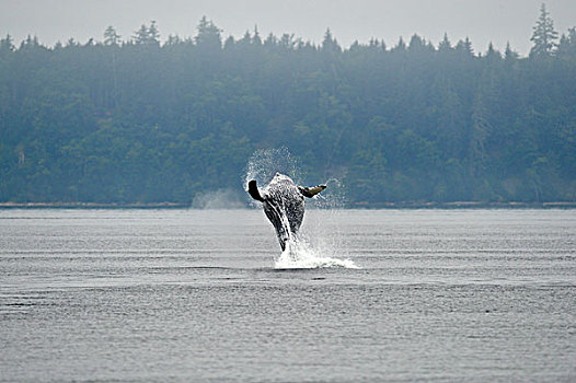 驼背鲸,大翅鲸属,鲸鱼,鲸跃,声音,温哥华岛,不列颠哥伦比亚省,加拿大