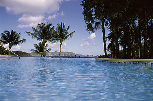 棕榈树,树,游泳,游泳池