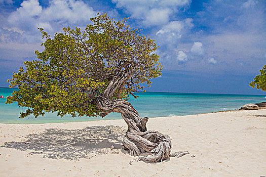 弯曲,树,棕榈海滩,阿鲁巴,小安的列斯群岛,加勒比