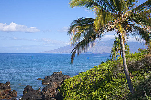 棕榈树,海岸,毛伊岛,夏威夷,美国