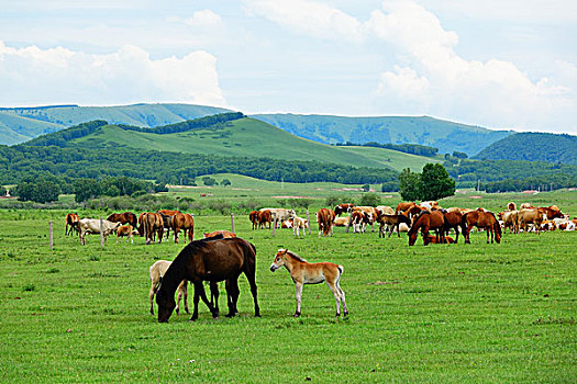 草原,牧场,高原,内蒙古高原