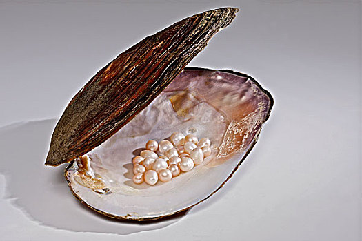 贝壳里的珍珠