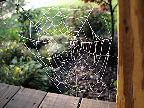 蜘蛛网,农场