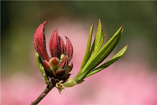 杜鹃花属植物