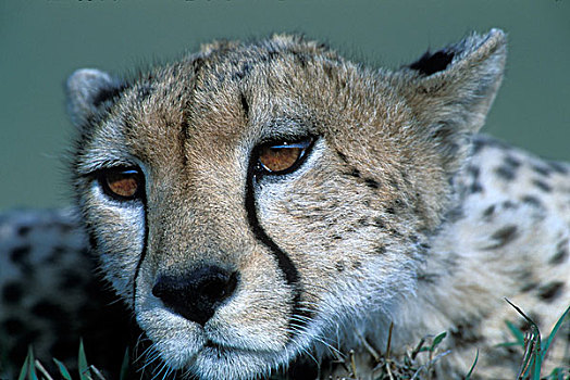 肯尼亚,马塞马拉野生动物保护区,成年,女性,印度豹,猎豹,休息,低,热带草原