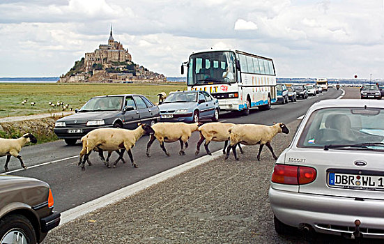 绵羊,穿过,汽车,交通,途中,诺曼底,法国