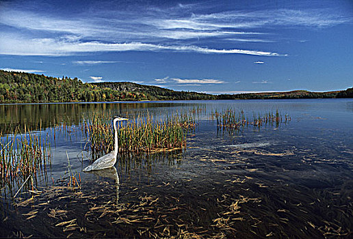 大蓝鹭,站立,湿地,区域,景色,阿尔冈金公园,安大略省,加拿大