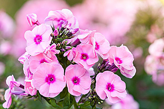 粉色,福禄考属植物,花,夏天,花园,特写