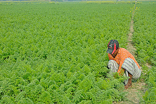 孟加拉人,农民,工作,胡萝卜,地点,孟加拉,十二月,2007年
