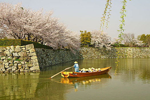 姬路城堡,春天,兵库,日本