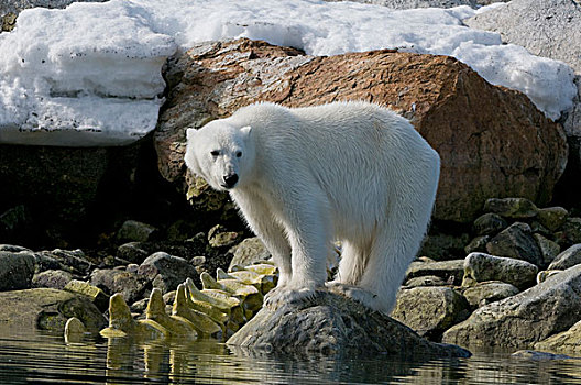 挪威,斯匹次卑尔根岛,北极熊,成年,靠近,死,鳍鲸,长须鲸,脊椎骨,岩石,海滩