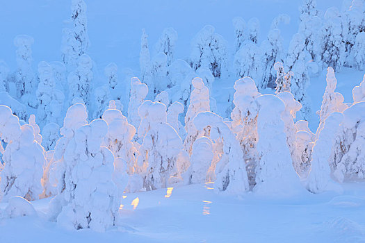 积雪,树,日落,冬天,库萨莫,芬兰