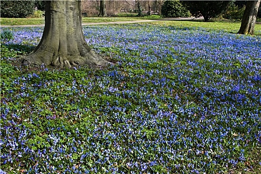 蓝花,挂毯,春天