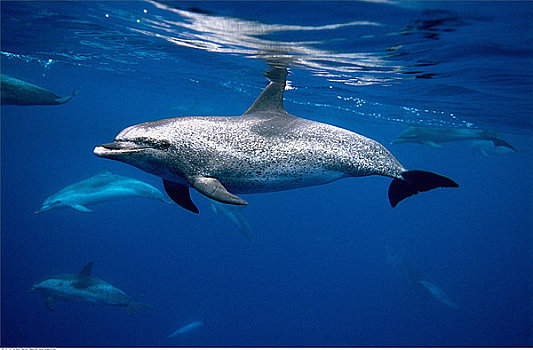 大西洋细吻海豚