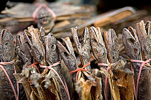 蜥蜴类,出售,香港