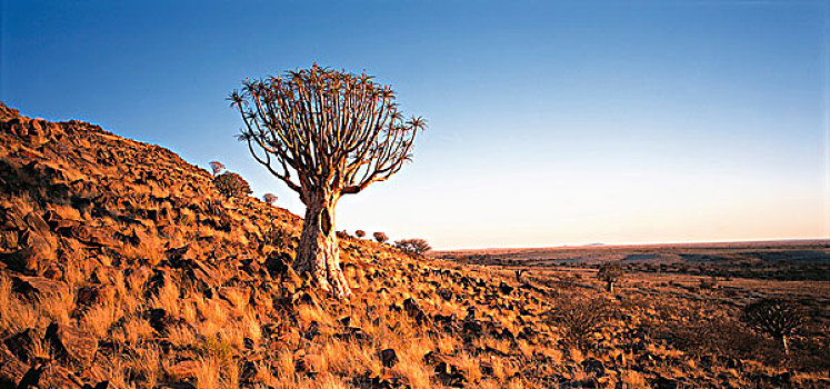 抖树,南非
