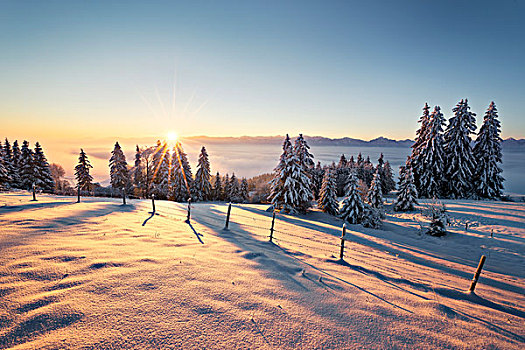 阿尔卑斯山,雪,冬天,太阳,逆光,冷杉,气氛,安静,风景,雾