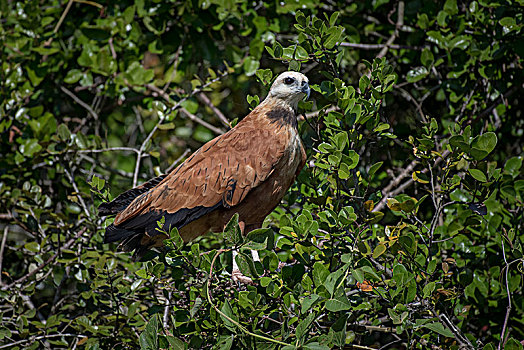 老鹰,坐在树上,潘塔纳尔,南马托格罗索州,巴西,南美