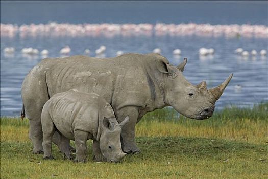 白犀牛,母兽,幼小,纳库鲁湖,肯尼亚