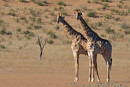 南非,长颈鹿,两个,雄性动物,争斗,位置,卡拉哈迪大羚羊国家公园,北开普,非洲